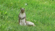 PICTURES/Fredericksburg, VA/t_Squirrel1.JPG